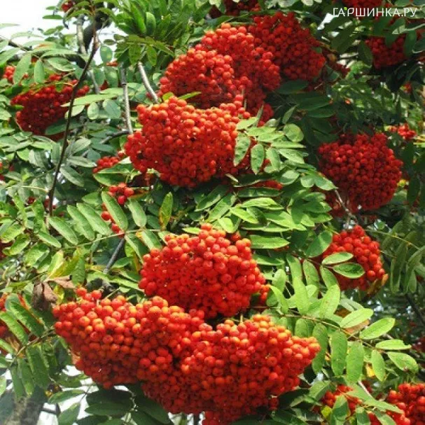 Рябина Сорбинка