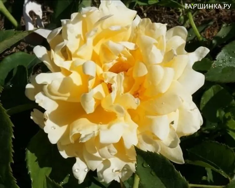 Роза Раффлс Куин, Интерплант (лиц)