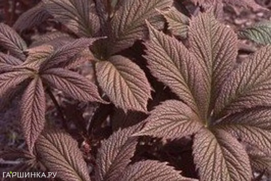 Роджерсия Шоколате Вингс перистая