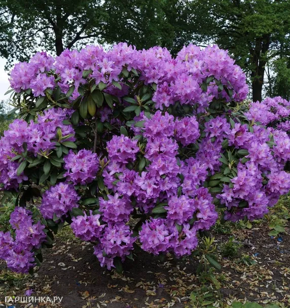 Рододендрон гибридный Катевбинский Грандифлорум