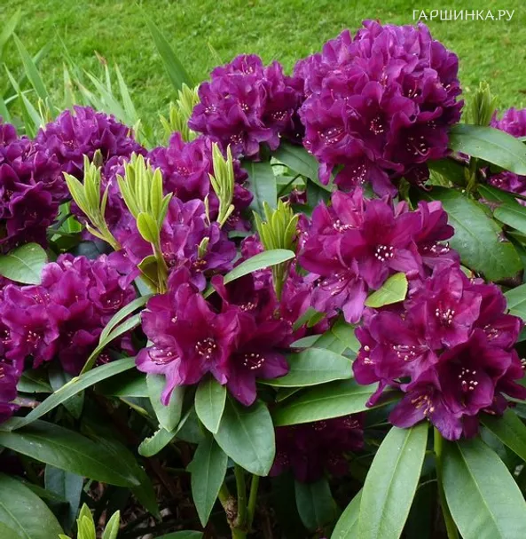 Рододендрон Поларнахт