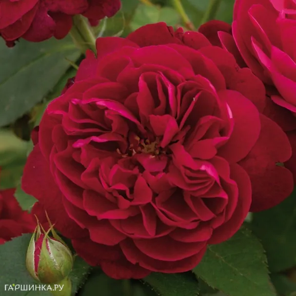 Роза Дарси Басселл, Д.Остин кустарниковая (лиц)