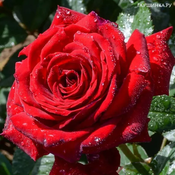 Роза Дитер Ведель чайно-гибридная, Imperial Rose