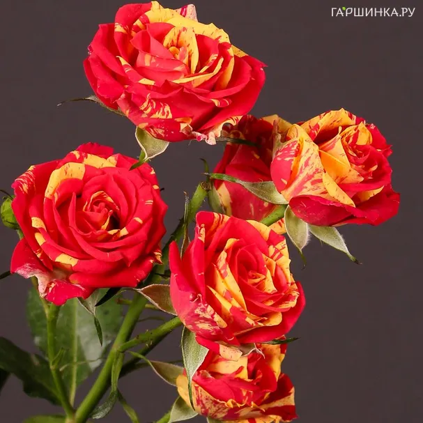 Роза Файер Флэш флорибунда, Империал Роуз Imperial Rose