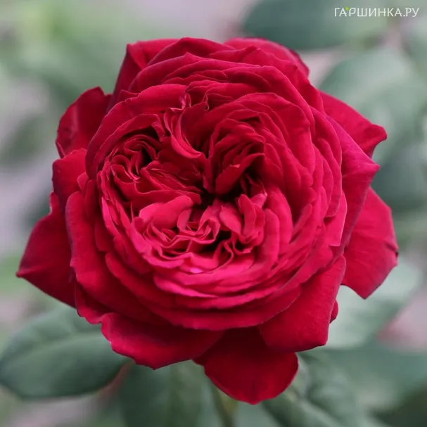 Роза Госпел чайно-гибридная Imperial Rose