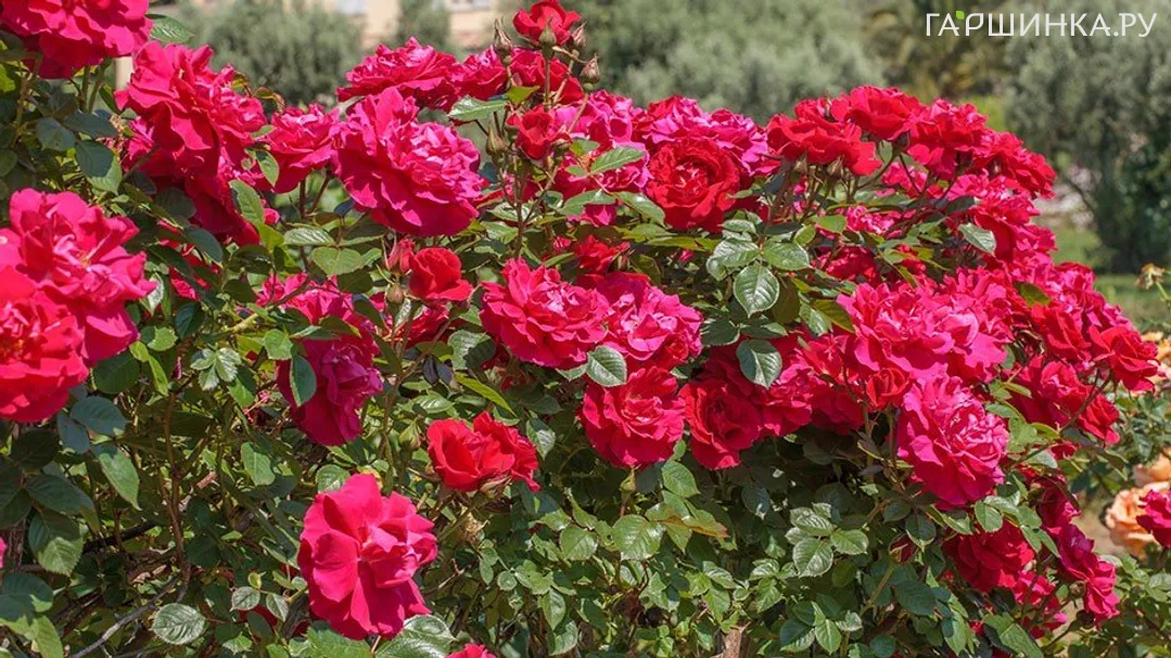 Роза Гримпант Кассандр плетистая, Imperial Rose