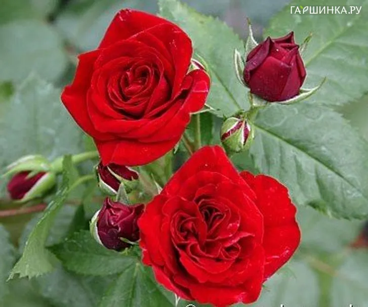 Роза Хейнзелманхен флорибунда, Империал Роуз Imperial Rose