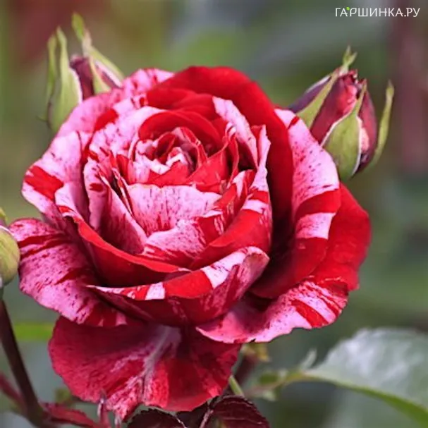 Роза Анри Матисс чайно-гибридная Imperial Rose