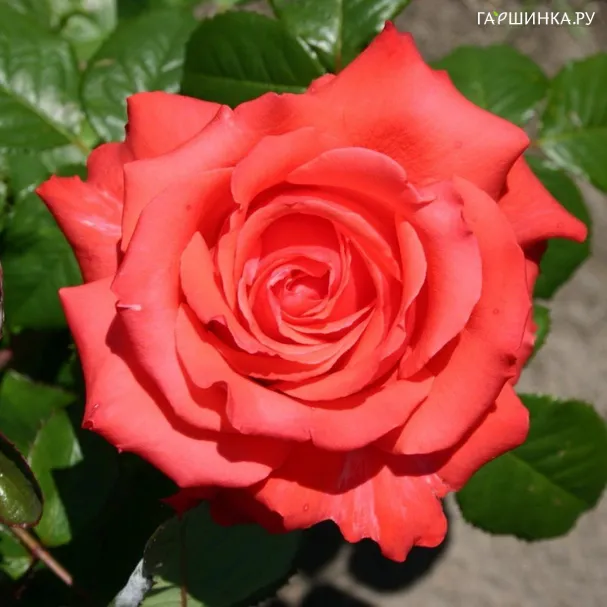 Роза Хольстейнперле чайно-гибридная, Imperial Rose