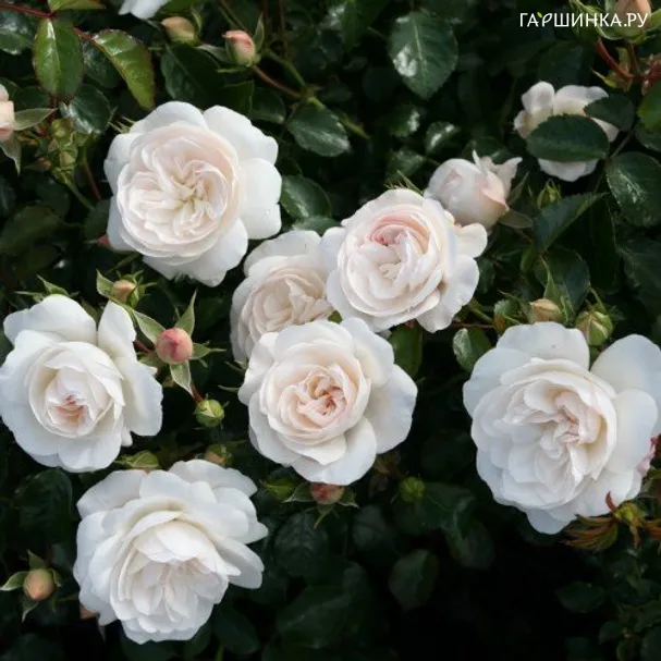 Роза Цитадель почвопокровная Imperial Rose