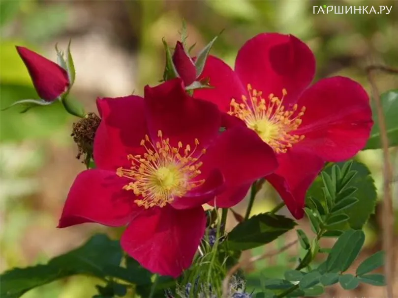 Роза Неон почвопокровная Imperial Rose