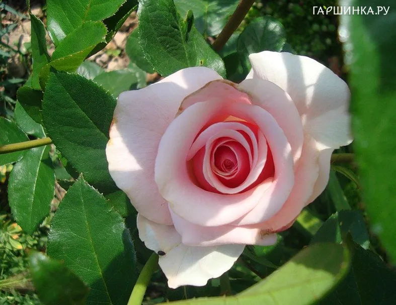 Роза Вивальди чайно-гибридная, Imperial Rose