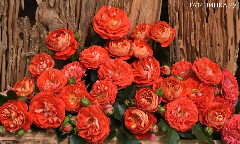 Роза Старлет Роуз Кармен плетистая, Тантау (лиц)