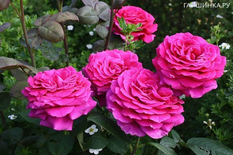 Роза Биг Пепл чайно-гибридная, Imperial Rose