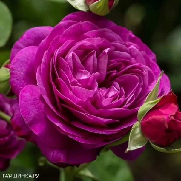 Роза Хайди Клум на штамбе 110см