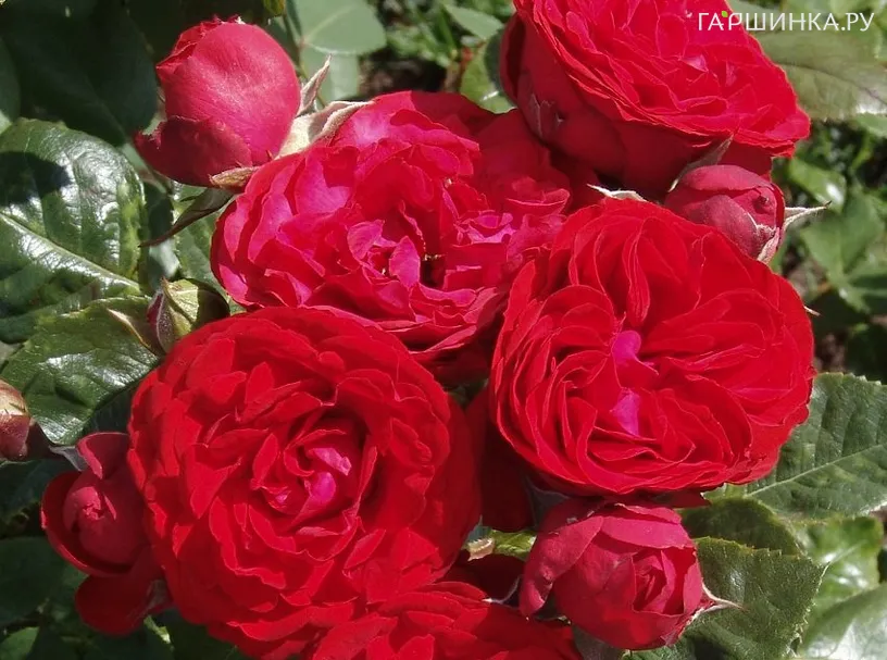 Роза Хот Рококо флорибунда, Тантау (лиц)