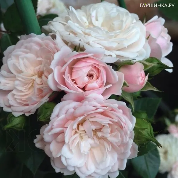 Роза Старлет Роуз Алина плетистая Imperial Rose