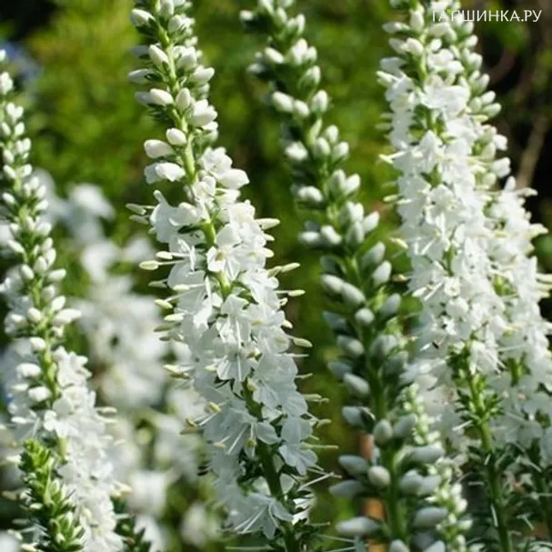 Вероника длиннолистная Шнееризин