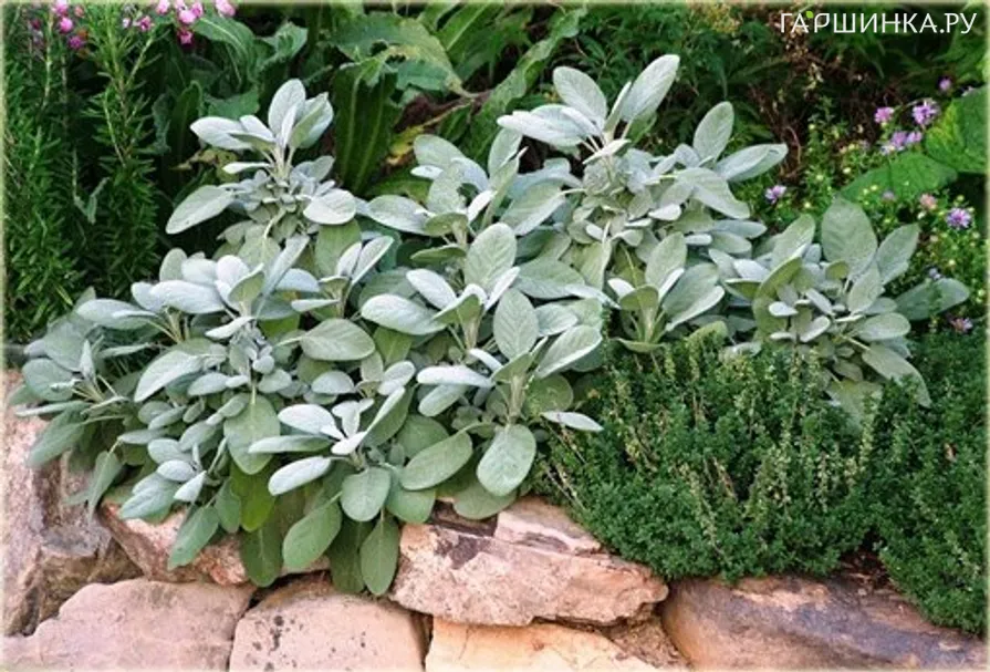 Шалфей лекарственный Кулинария