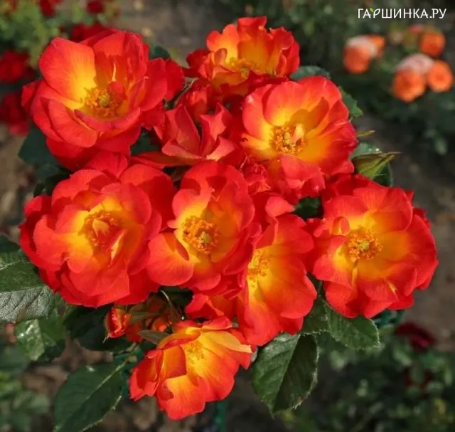 Роза Саммер оф Лав, Кордес (лиц)