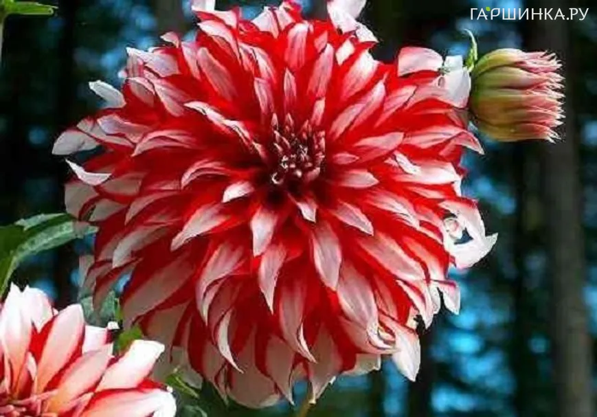 Георгина Санта Клаус (МАКСИ) декоративная