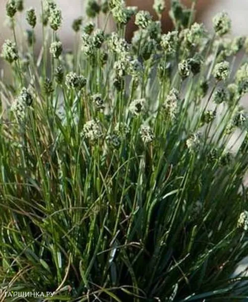 Сеслерия голубая