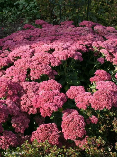 Очиток (седум) Хербстфройде