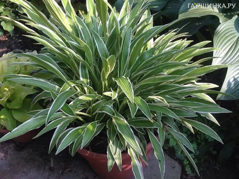 Хоста Сэндхил Крэйн (M)