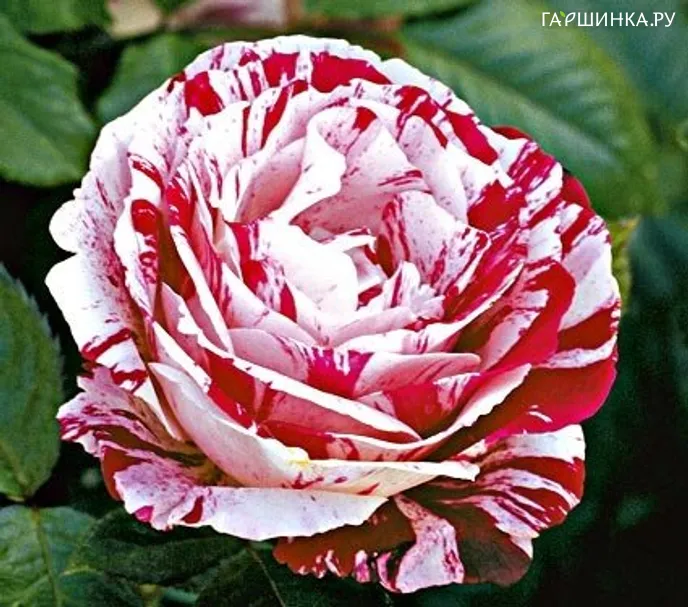 Роза Сентименталь, Викс (лиц)