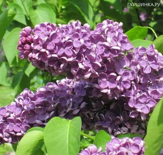 Сирень Аметист