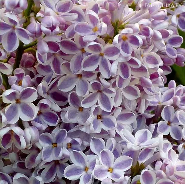 Сирень Лила Вандер