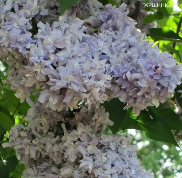 Сирень Небо Москвы  махровая