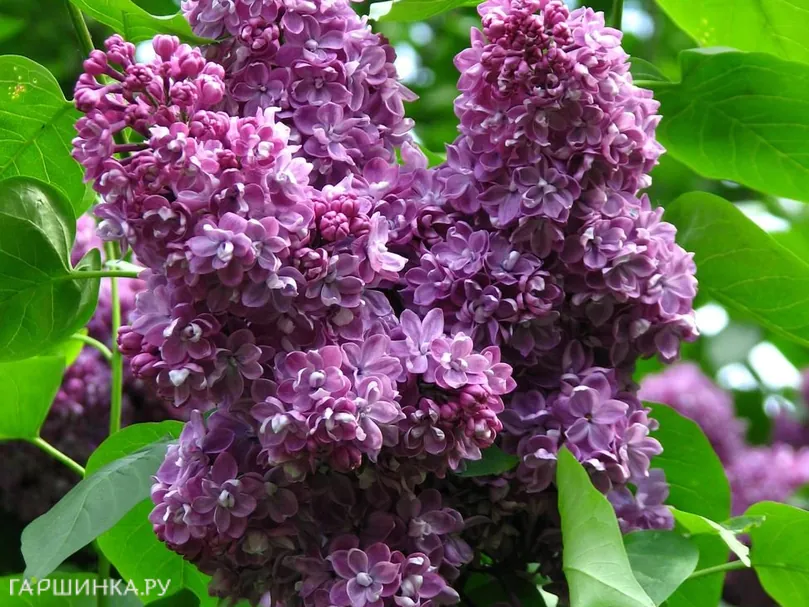 Сирень Павлинка махровая