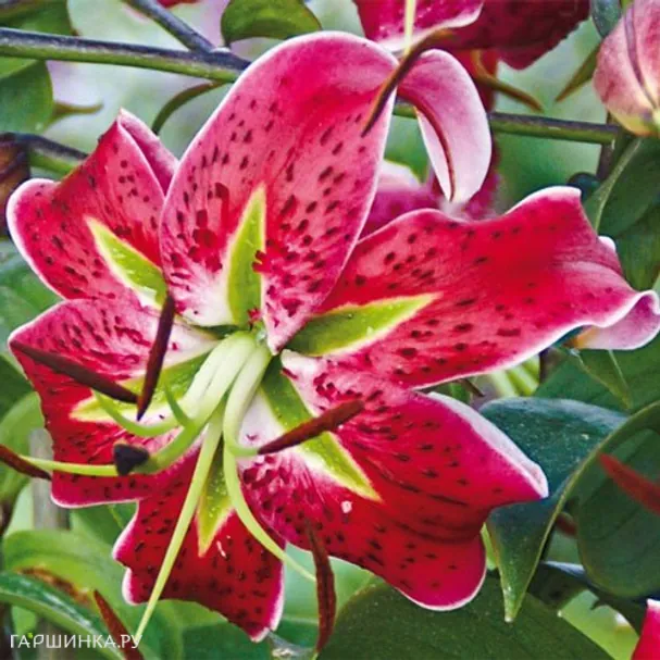Лилия Скарлет Делайт видовая/2 шт