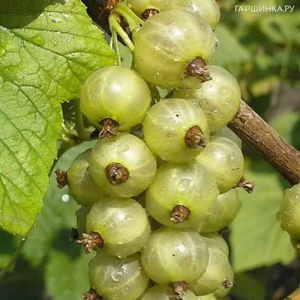 Смородина зеленая Снежная королева