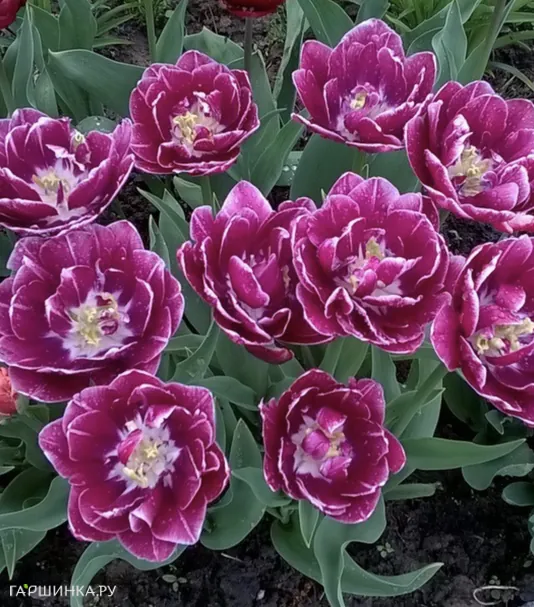 Тюльпан Дрим Тач махровый 2шт