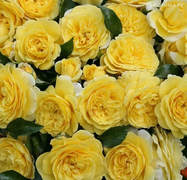 Роза Солеро флорибунда, Кордес (лиц)