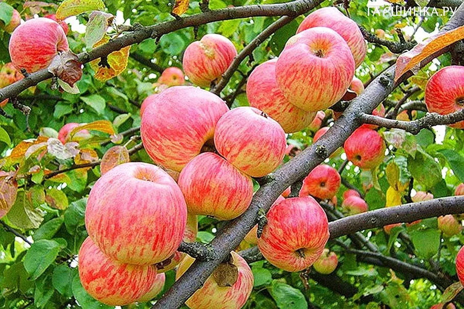 Яблоня Авенариус