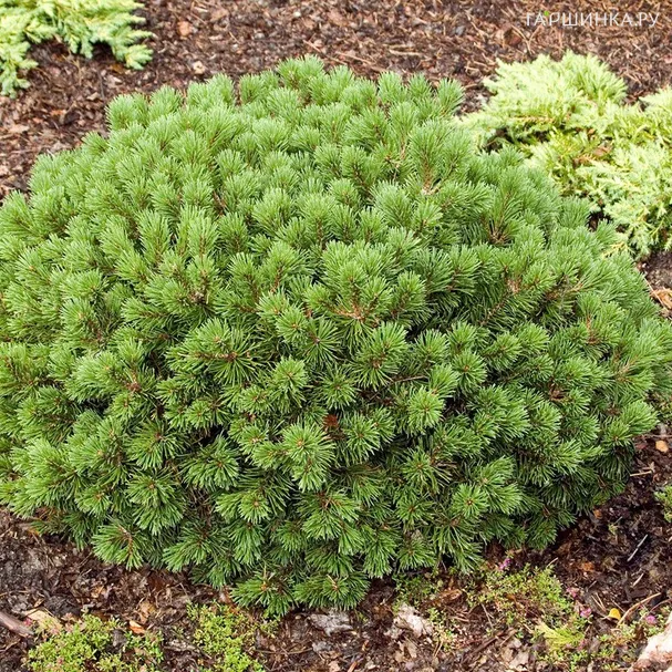Сосна горная Мопс