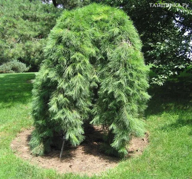 Сосна густоцветковая Пендула на штамбе 60см