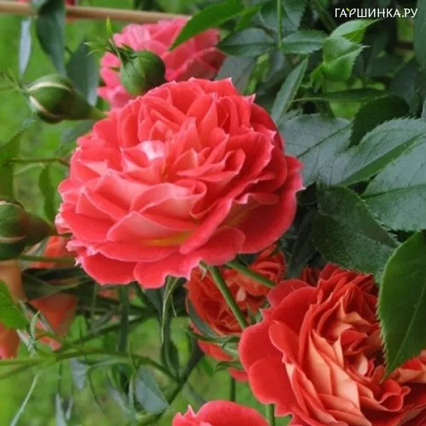 Роза Старлет Роуз Кармен плетистая Imperial Rose