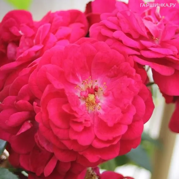 Роза Старлет Роуз Лола плетистая, Тантау (лиц)