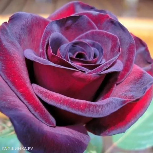 Роза Шварце Мадонна, Кордес (лиц)