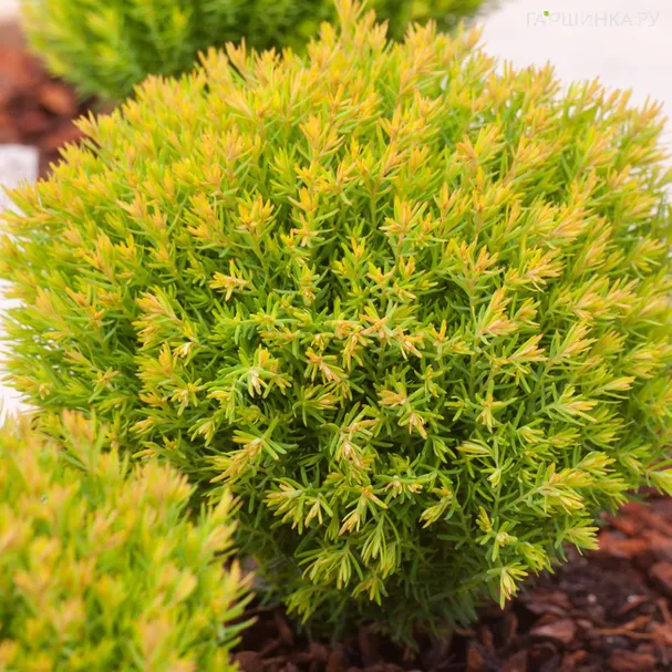 Туя шаровидная Анниек