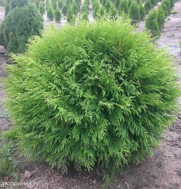 Туя шаровидная Литл Чемпион