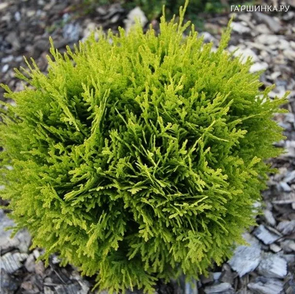 Туя шаровидная Мириам