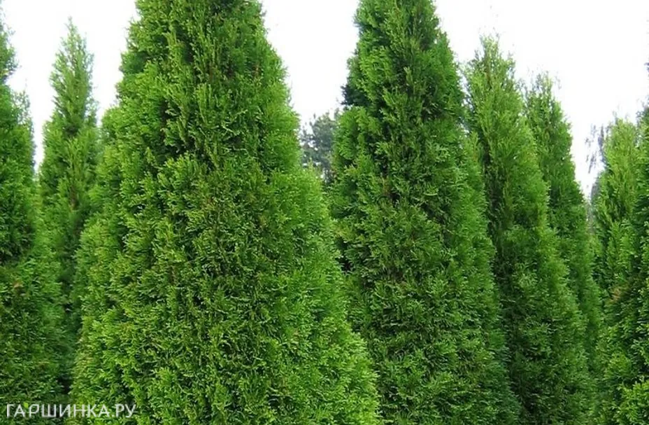 Туя западная Смарагд