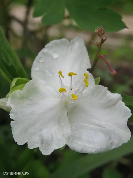 Традесканция Инносенс