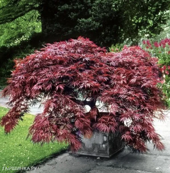 Клен Атропурпуреум