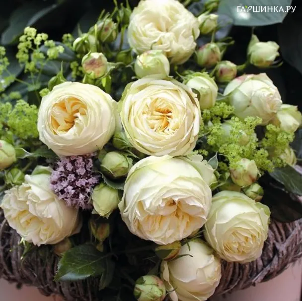 Роза Веддинг Пиано чайно-гибридная, Imperial Rose